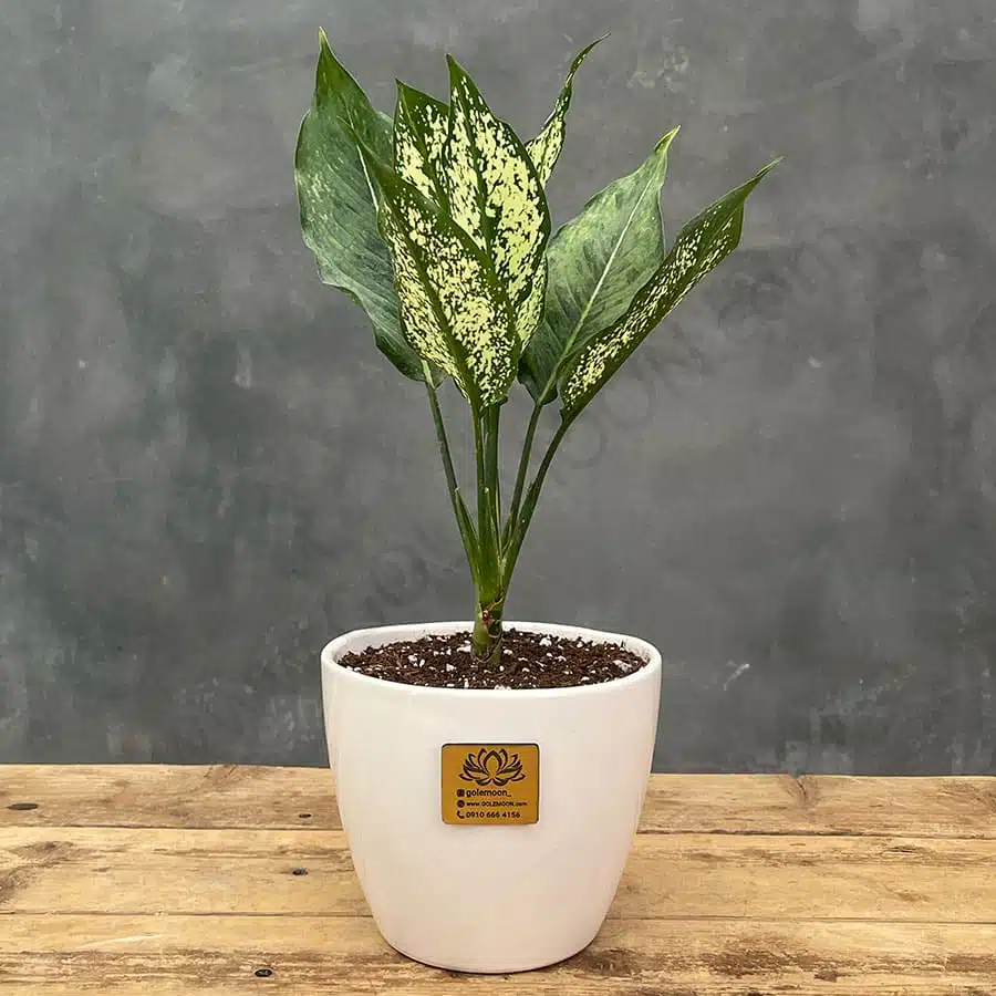 plant