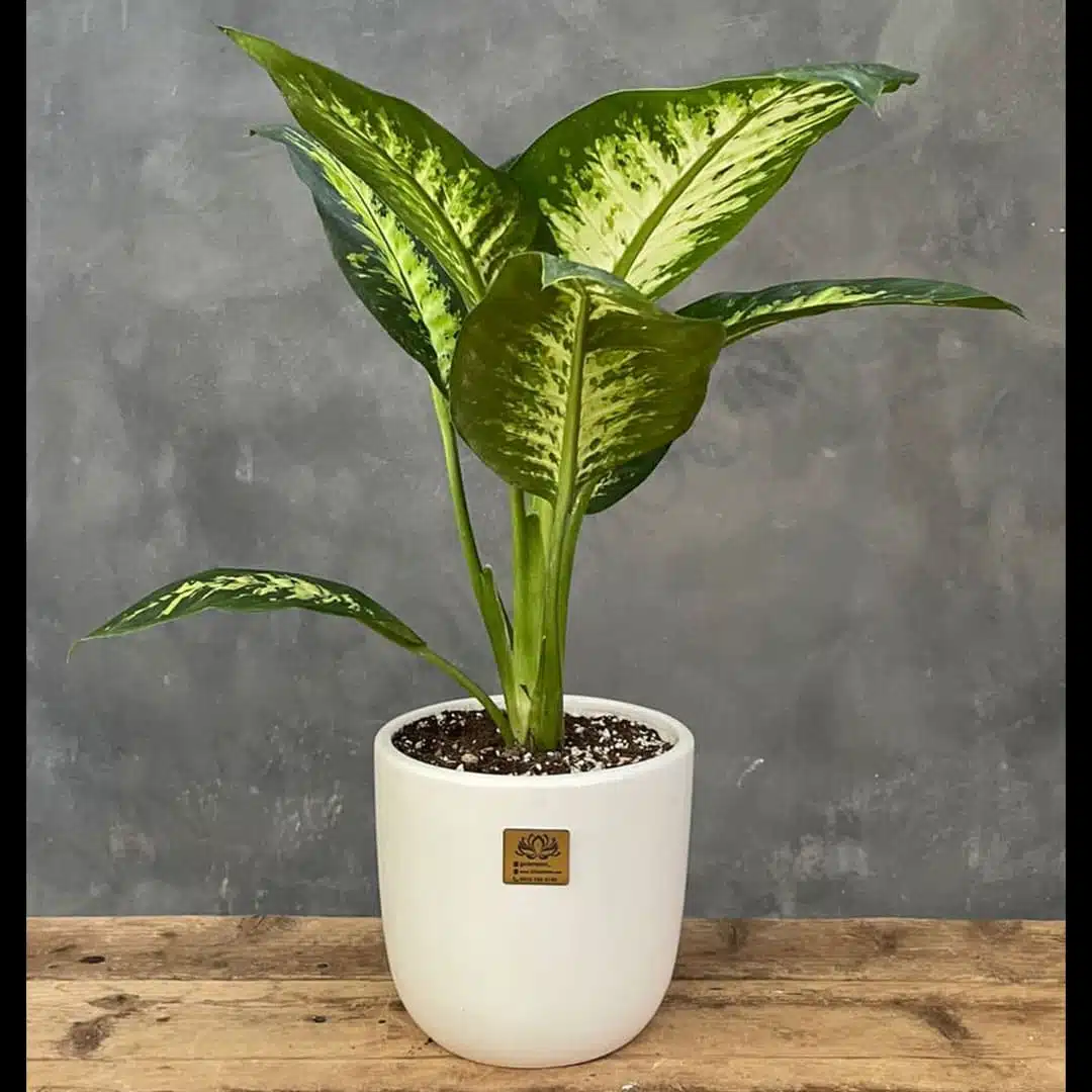 plant