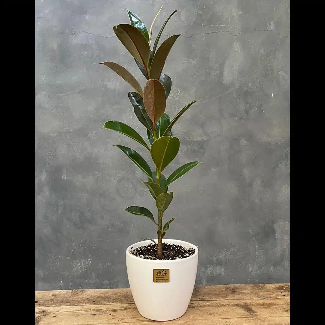 plant